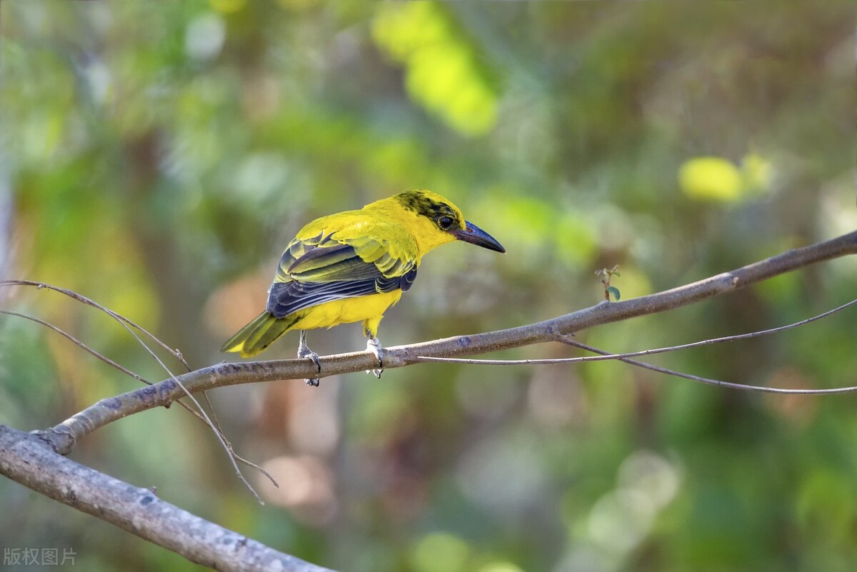 头条抄书打卡第四条之春天的古诗