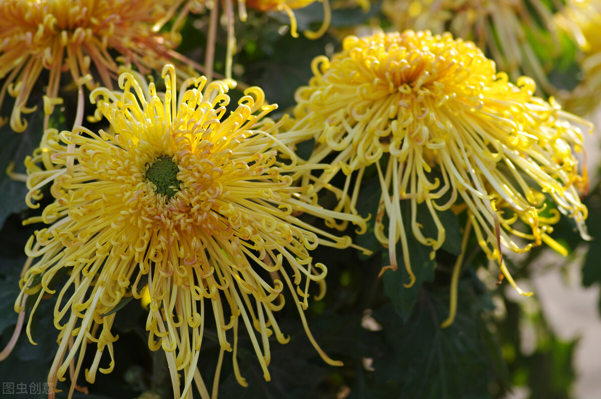 菊的飞花令经典1000首,飞花令秋1000首必背诗词