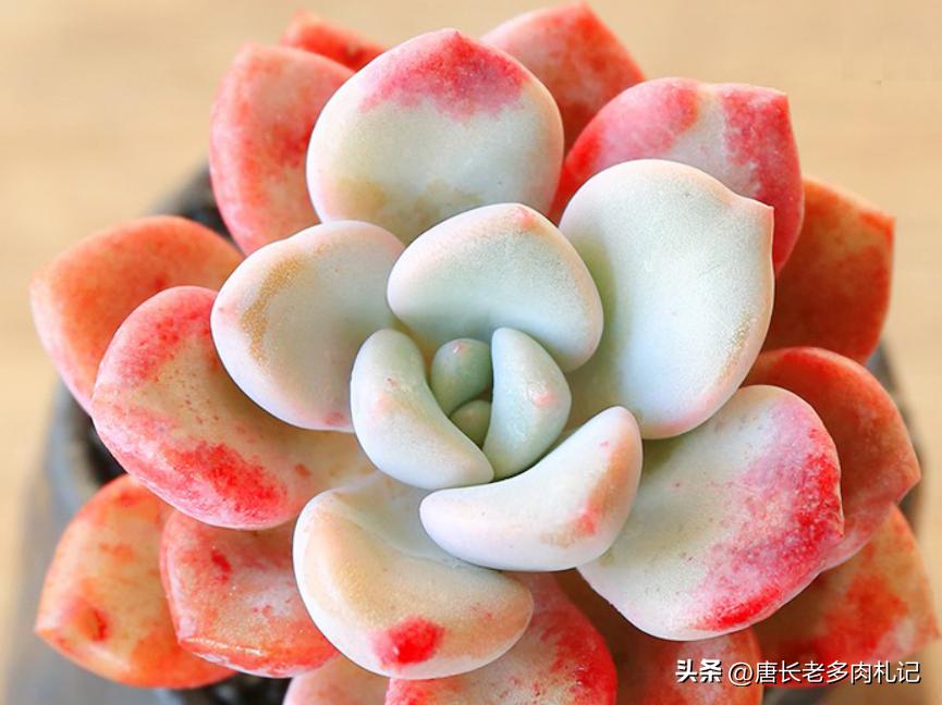 多肉白鹭最佳状态,白露说