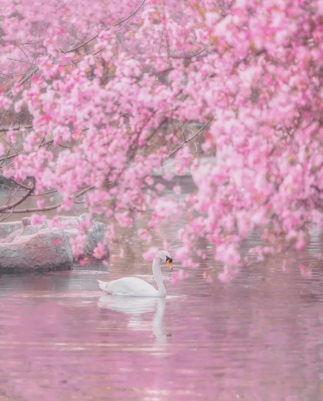 关于春水的诗句古诗大全,桃花春水梨园秋月