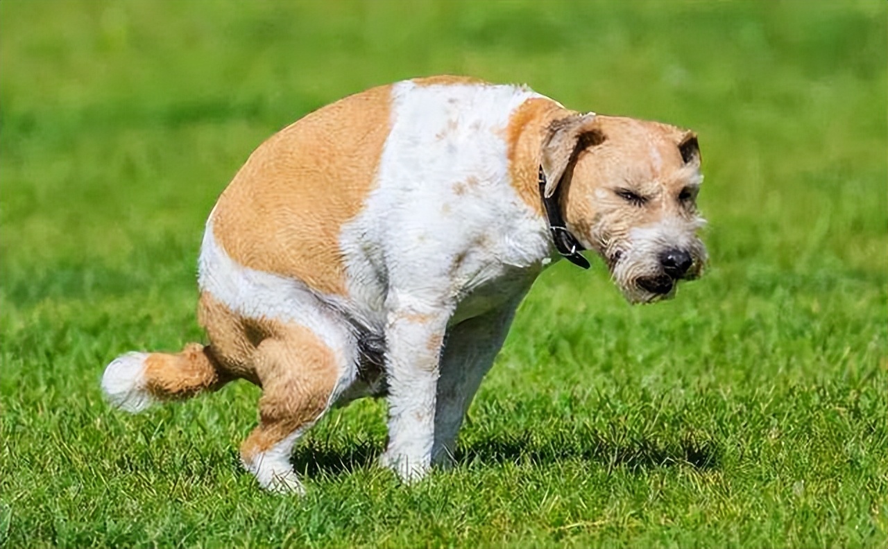 狗狗的排便信号是什么,狗狗的拉屎习惯