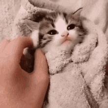 养小奶猫需要准备什么用品,家猫小奶猫怎么养活