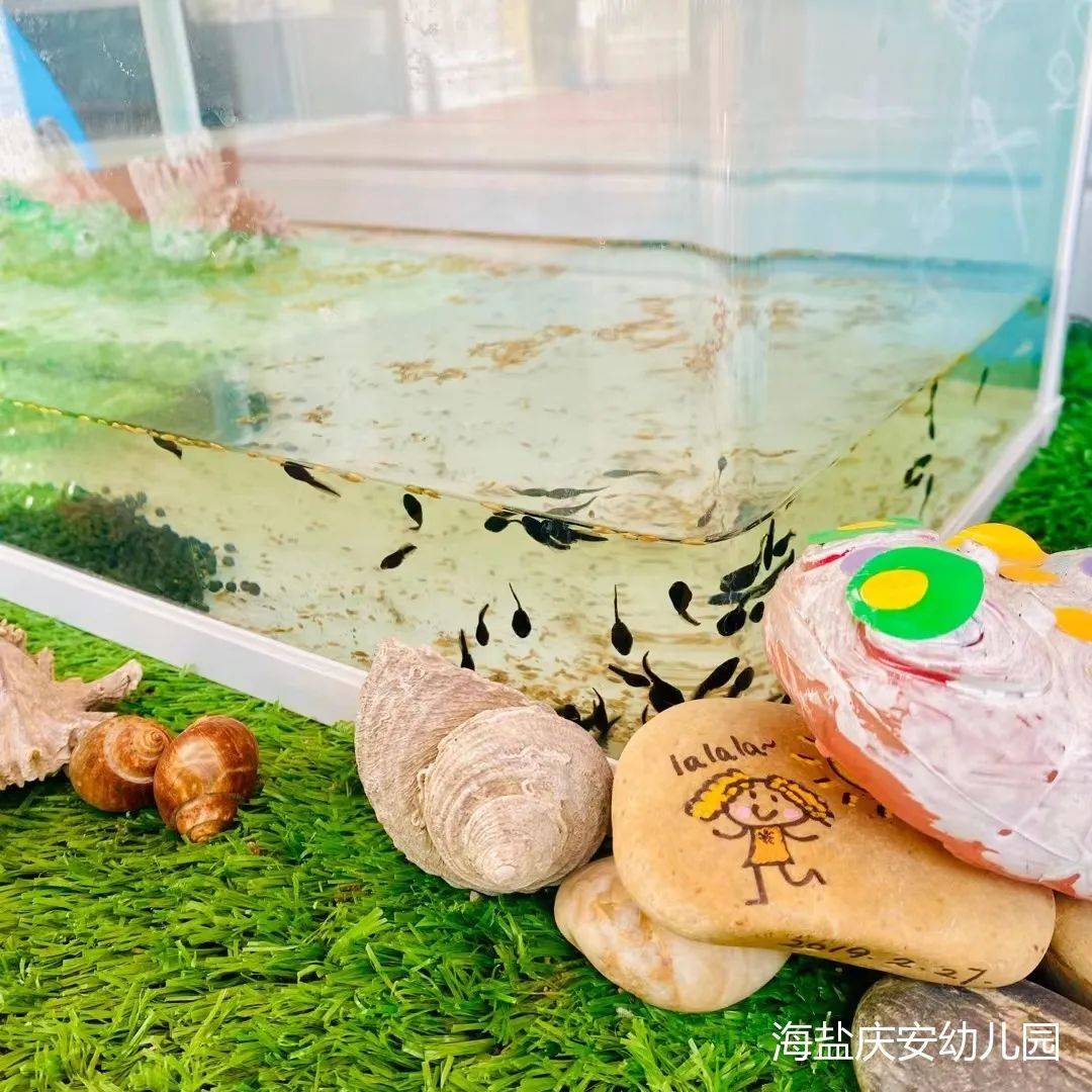 邂逅蝌蚪，感受生命的演变—诺亚舟海盐庆安幼儿园小一班
