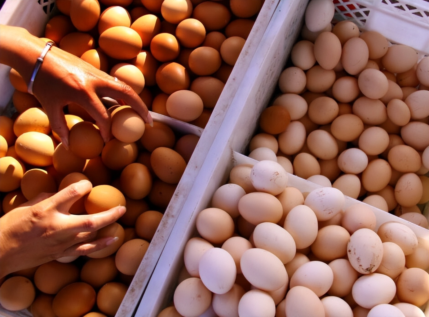 市场上人造蛋成本高吗,市场人造鸡蛋多吗