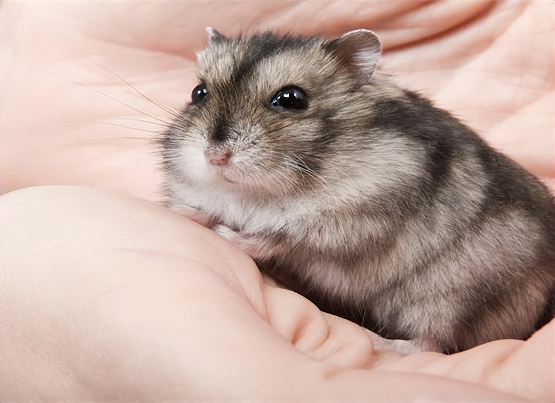 仓鼠的一生全集,仓鼠的一生好看吗