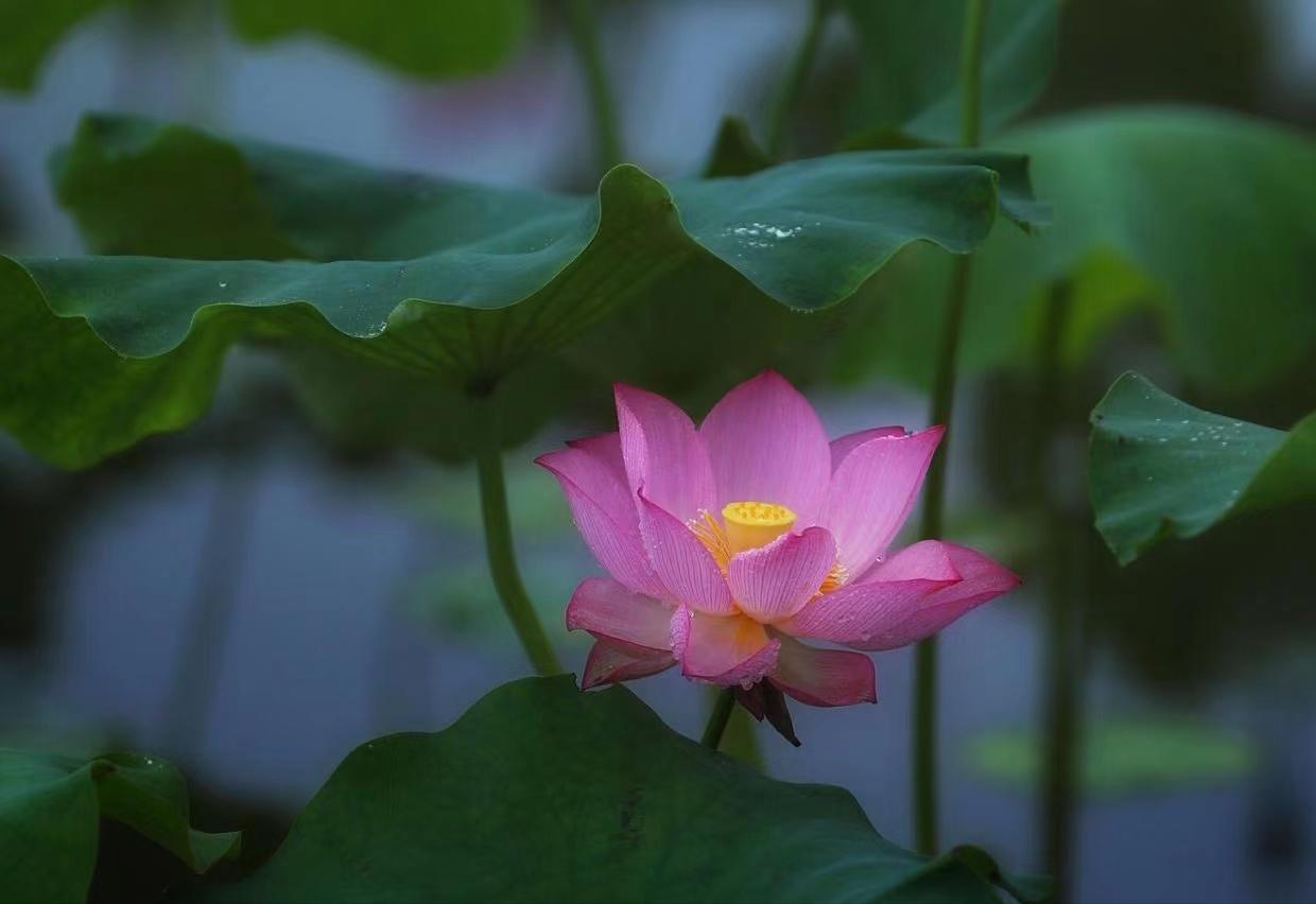 一个家庭的福气是有预兆的,一个家庭有好运