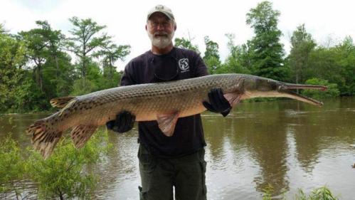 为什么鳄雀鳝能存活1亿年,捕捉一只鳄雀鳝有多难