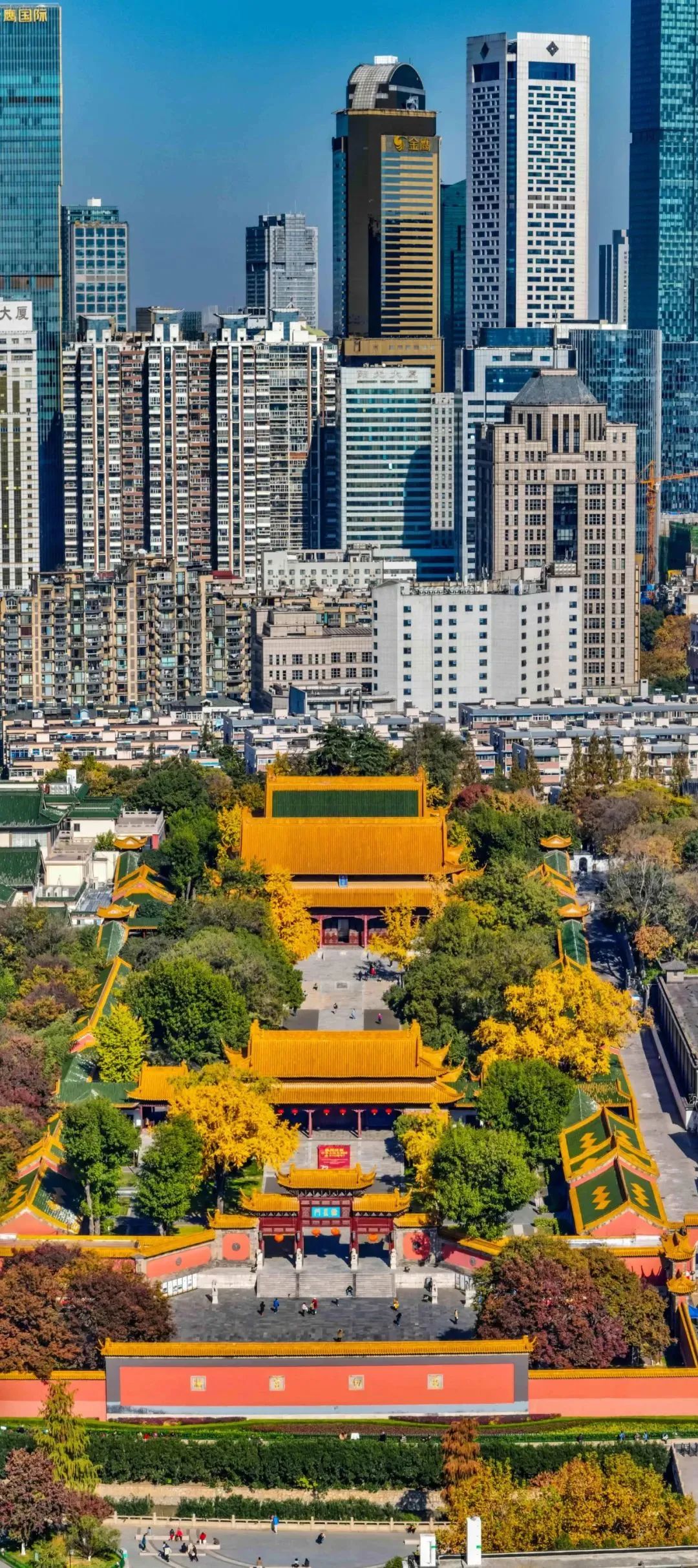 南京的法国梧桐秋天图片,南京法国梧桐秋天