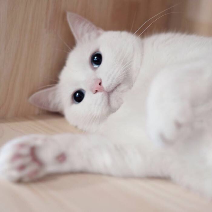 猫界的二哈是哪种猫,被大多数网友称为猫中二哈