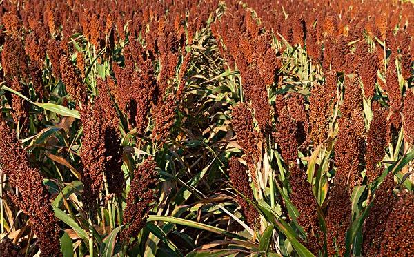 高粱品种图片大全,高粱乌米图片