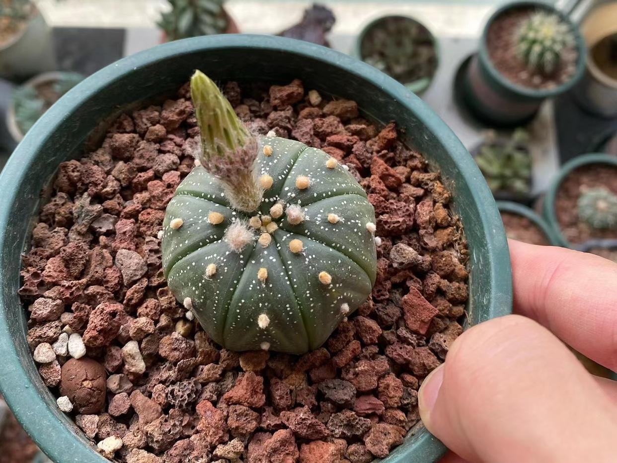 仙人球品种精品,仙人球名贵绿植