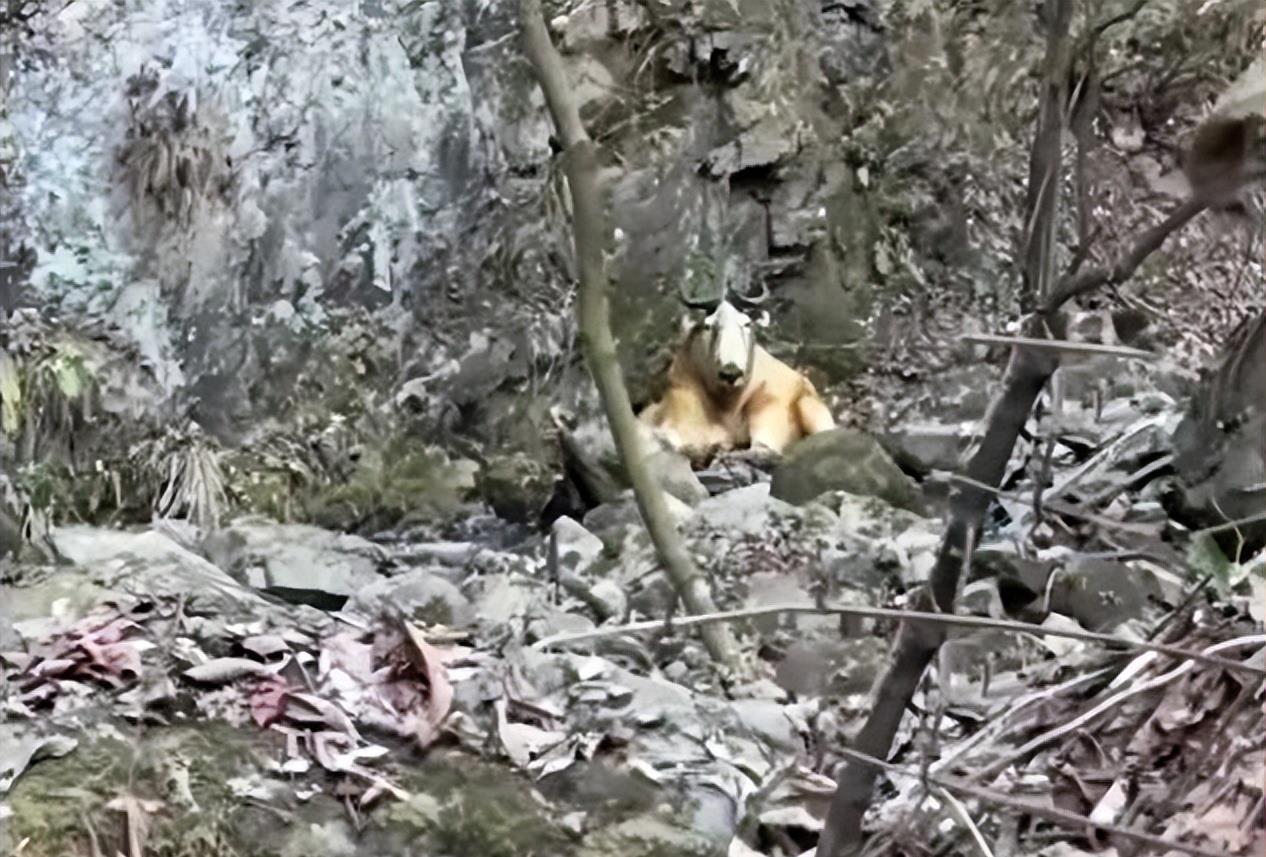 陕西眉县现一头“怪牛”该男子喂它很多次，网友看到：秦岭杀手王