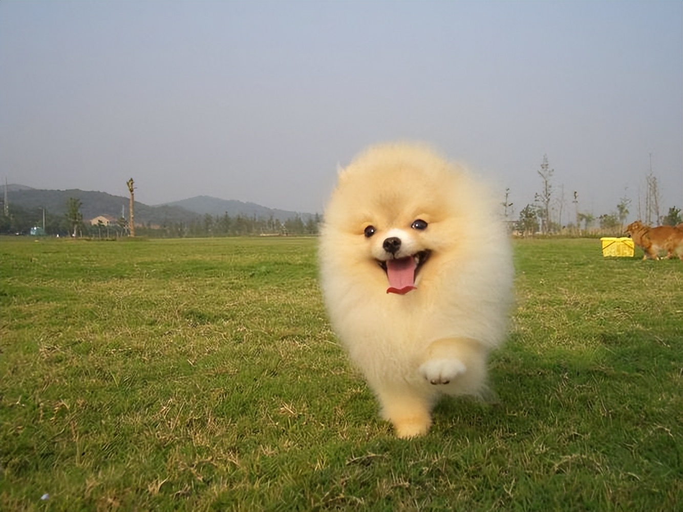 这6种狗温顺得不像话却少有人知,最建议养的几种狗可爱但很凶猛