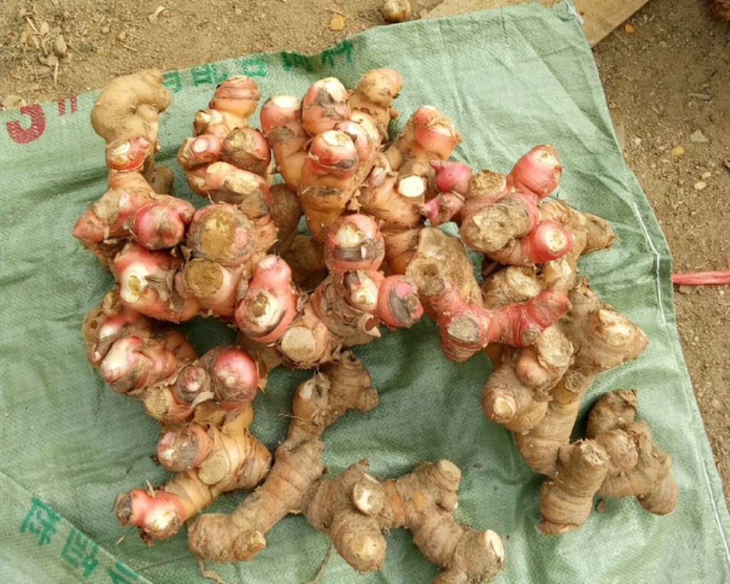 南姜的味道和普通姜的区别,南姜和生姜味道区别