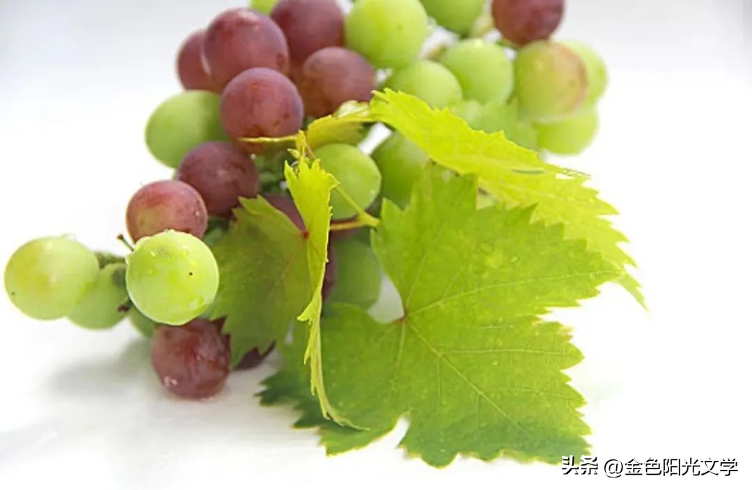 美味的葡萄看图写话,美味的葡萄视频
