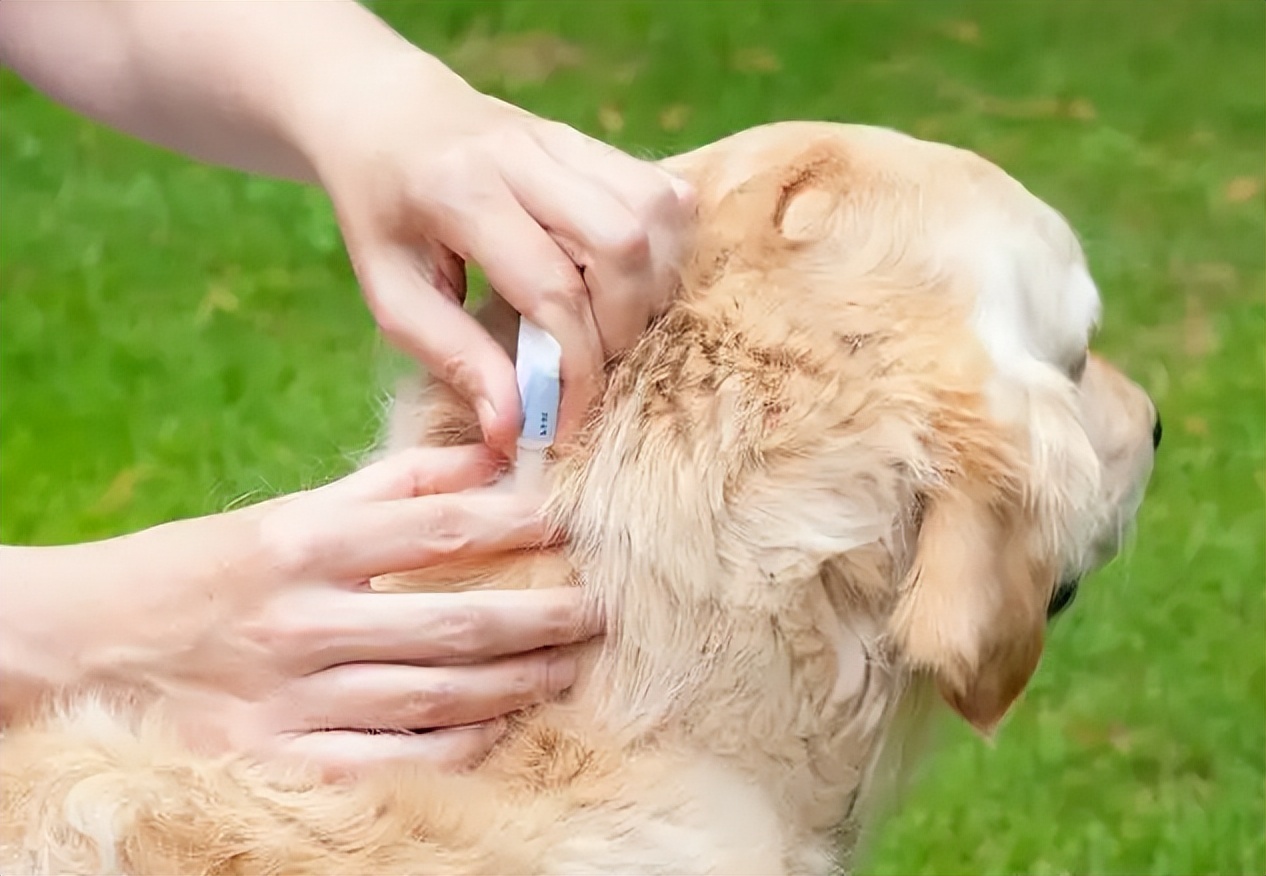 城市狗狗死了丢哪里,家里的狗狗死了埋在哪里