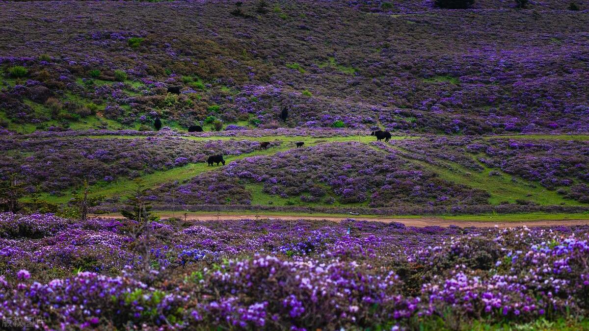 迪庆香格里拉必去景点,迪庆香格里拉哪里好玩