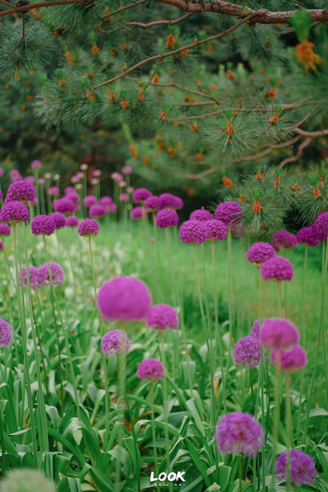 北京居庸关花海栈道,北京四季花海景区