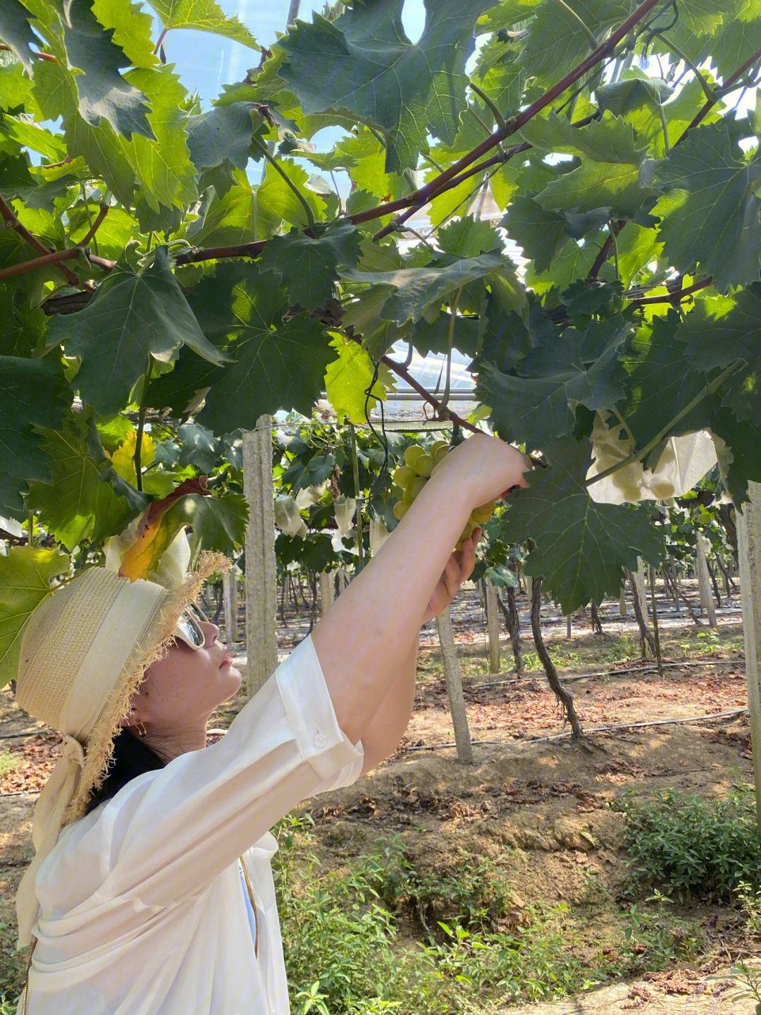 上海奉贤葡萄采摘园排名,上海金山葡萄采摘园