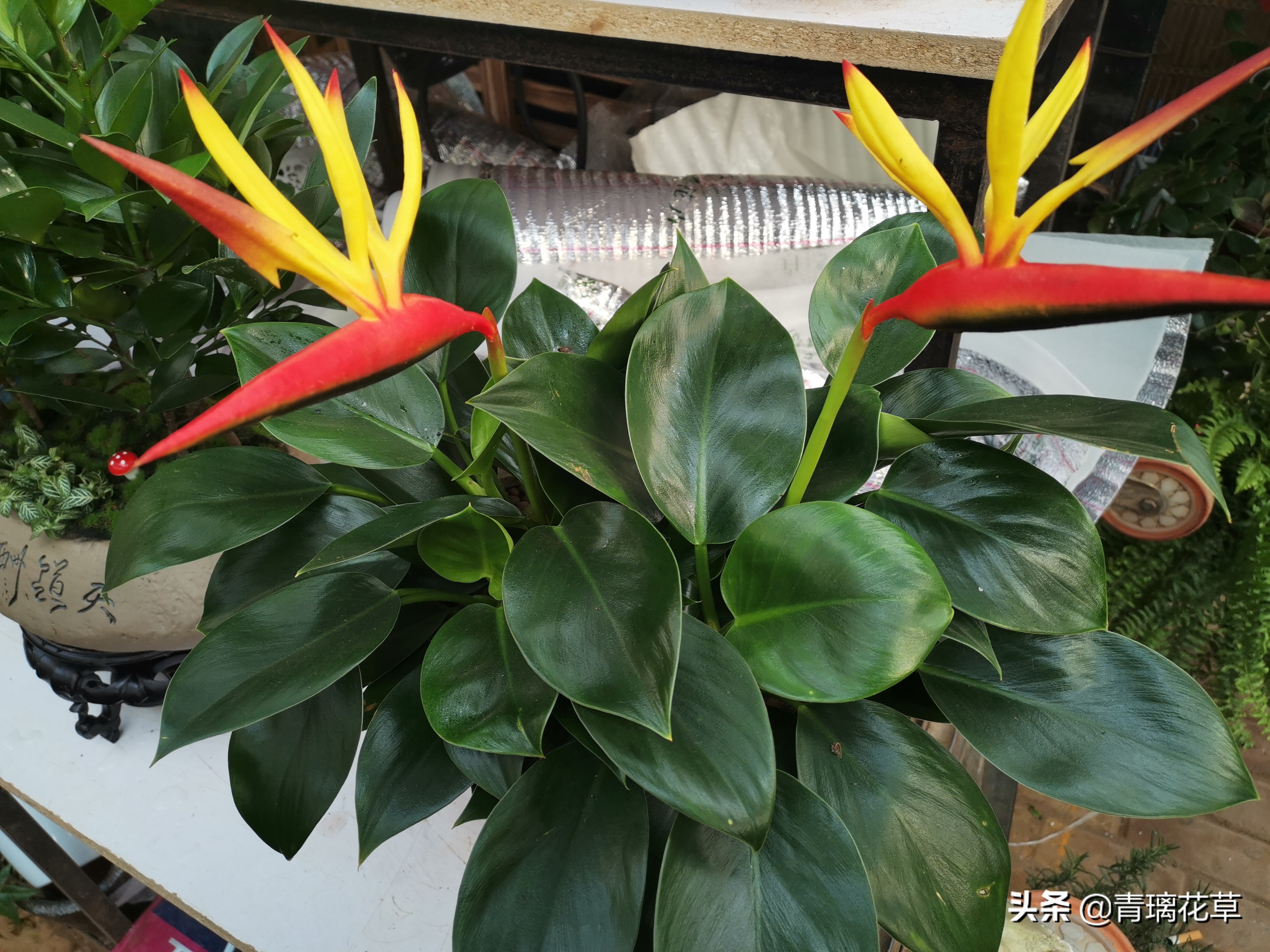 骗人花,四种坑人花