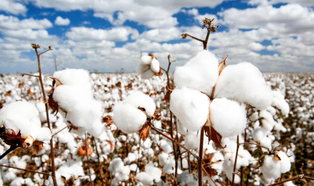 不怕火烧的丝光棉,繁花防火丝光棉