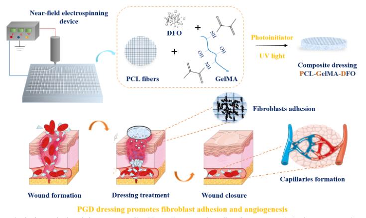 「科研快报」PCL纤维/GelMA水凝胶敷料用于糖尿病伤抗菌和愈合