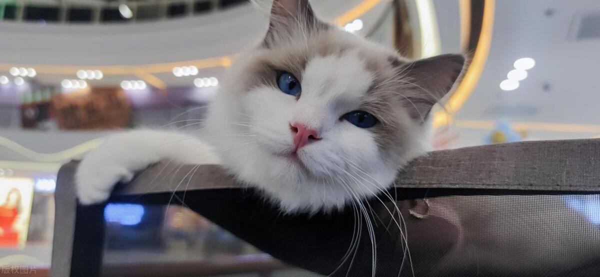 猫咪呕吐黄色液体跟猫粮有关吗,猫咪猫瘟输完液回来还呕吐