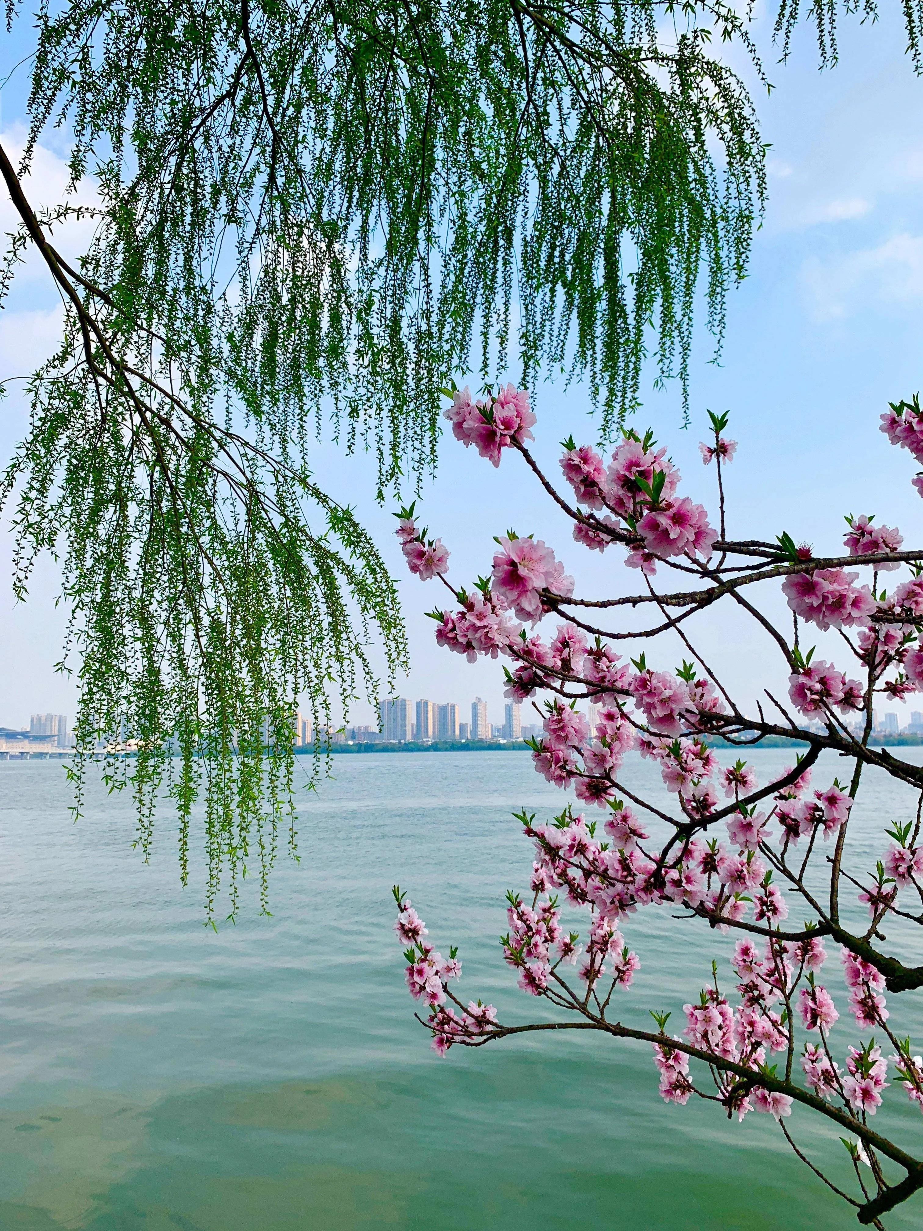 春风满园鸟语花香的七绝诗,春韵绝句经典诗句