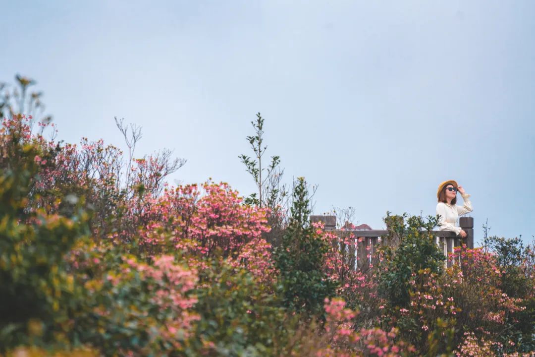 猫咪走太空步原视频最火,猫咪壁虎漫步视频