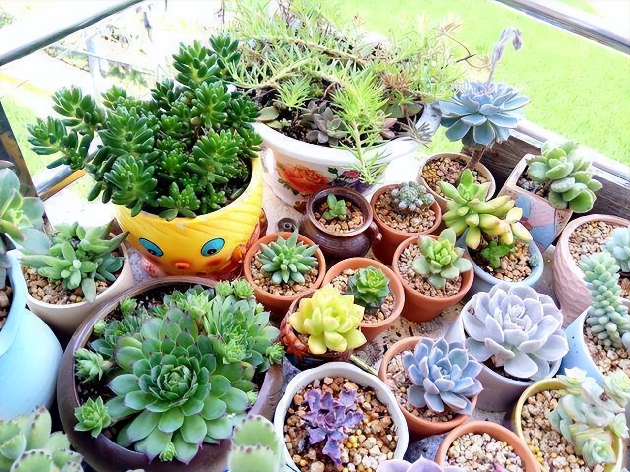 这10种花冬天最怕水越浇越死,5种花浇不死浇水越多长得越旺