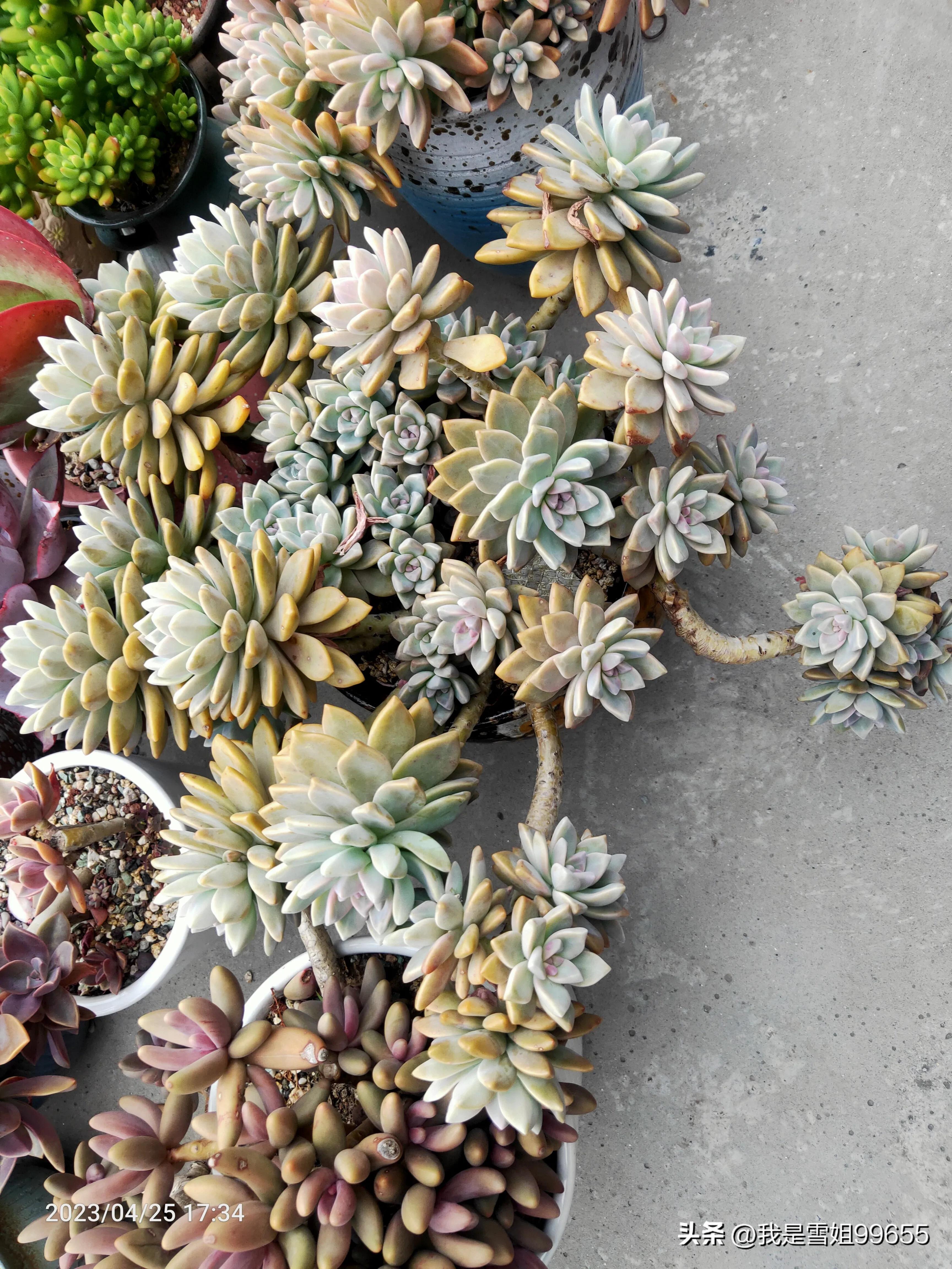 网约车提车日记,广州网约车真实记录