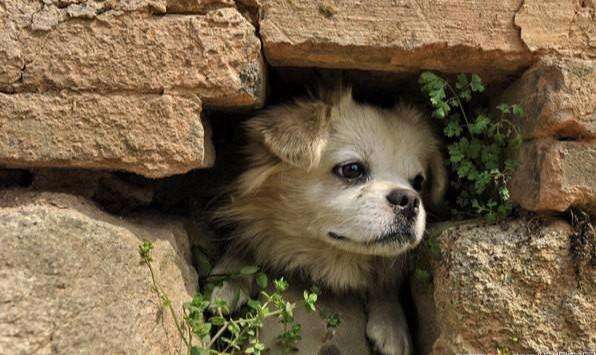 狗狗突然不行了抽搐咬舌头,狗狗这7种表现可能是在向你求救