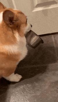 如何挑小狗不会挑到病狗,狗市挑狗的注意事项