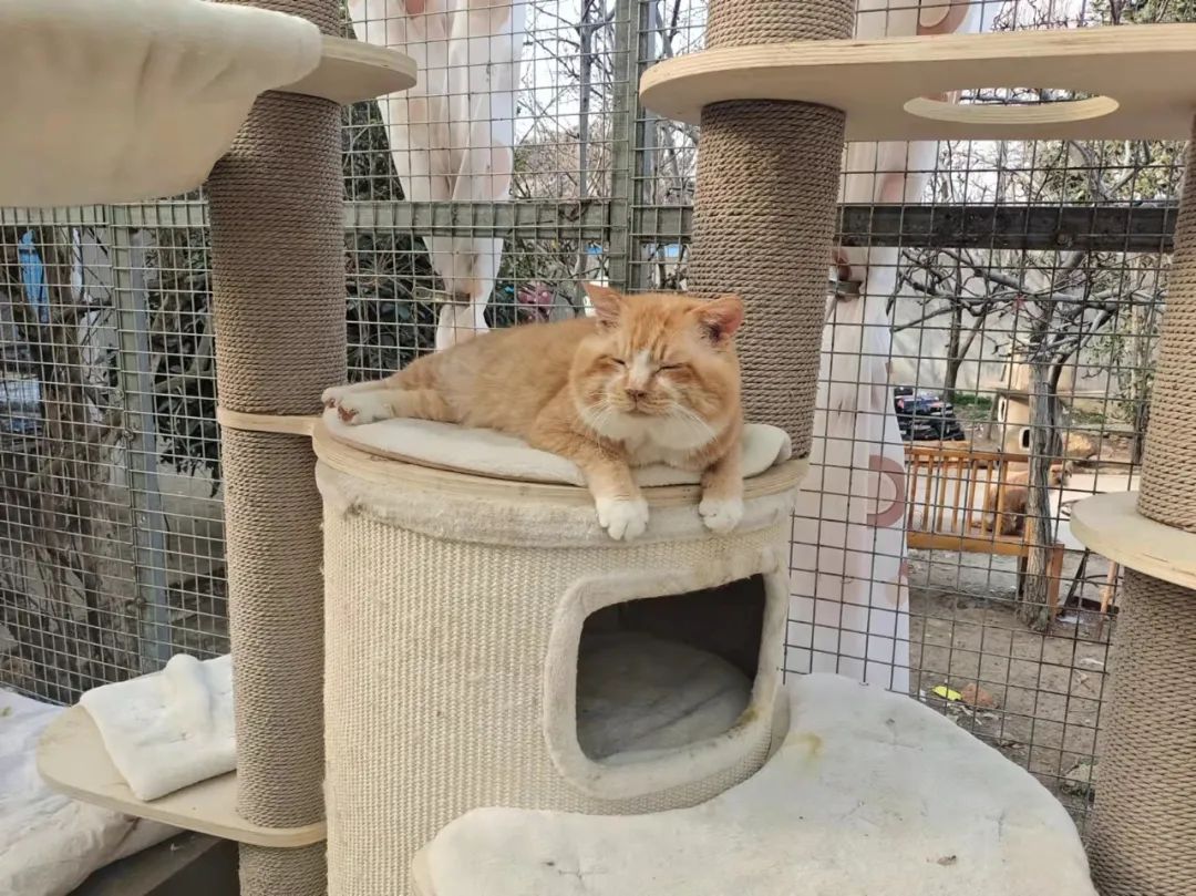 打遍猫群无敌手,猫中小霸王胖咪的幸福喵生