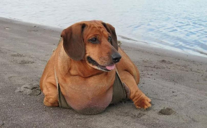 世界最大的狗要多少钱一只,世界上最大的狗狗排行榜第一名