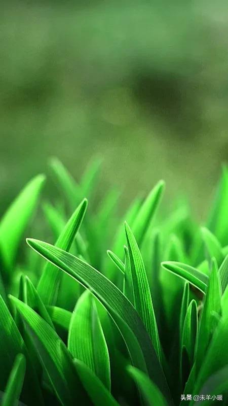 超清超美独一无二手机壁纸图片,养眼养心的壁纸