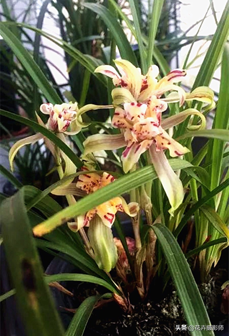 最高贵最好养的兰花,现在最值得入手的兰花