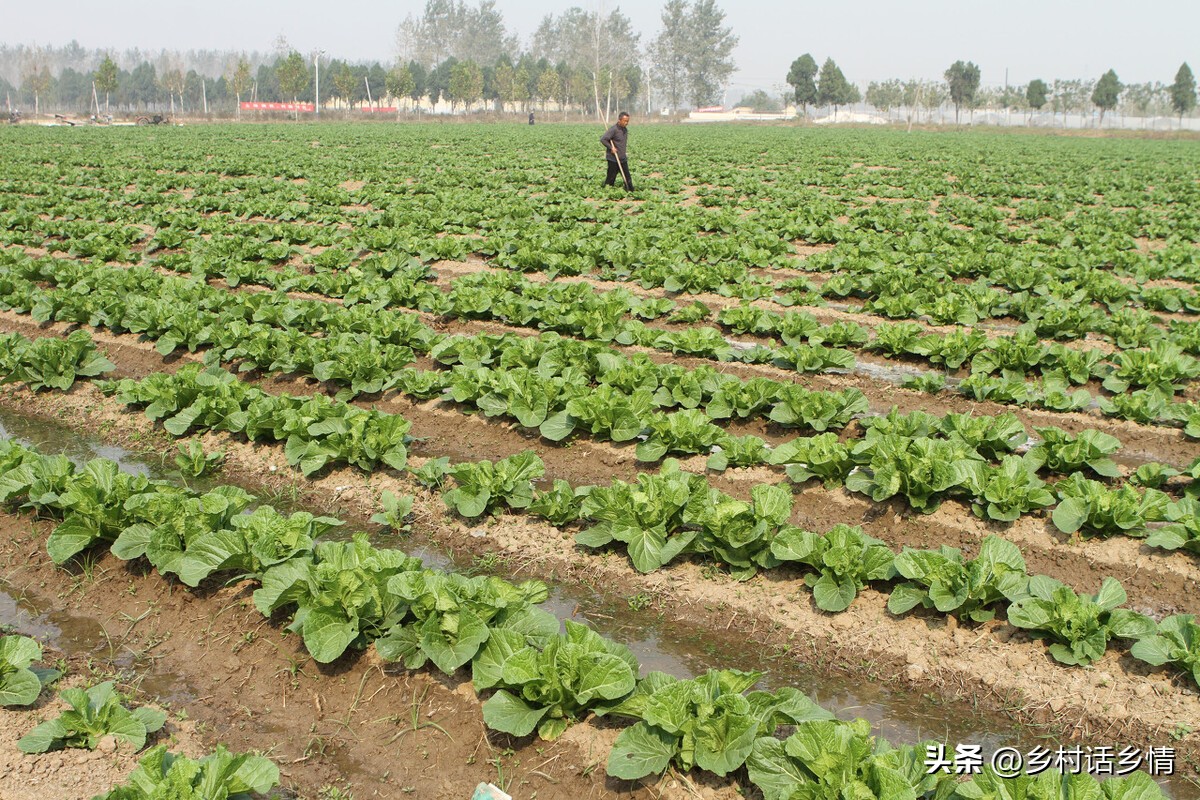 种植蔬菜时如何使用红糖生根水,红糖生根如何避免虫害