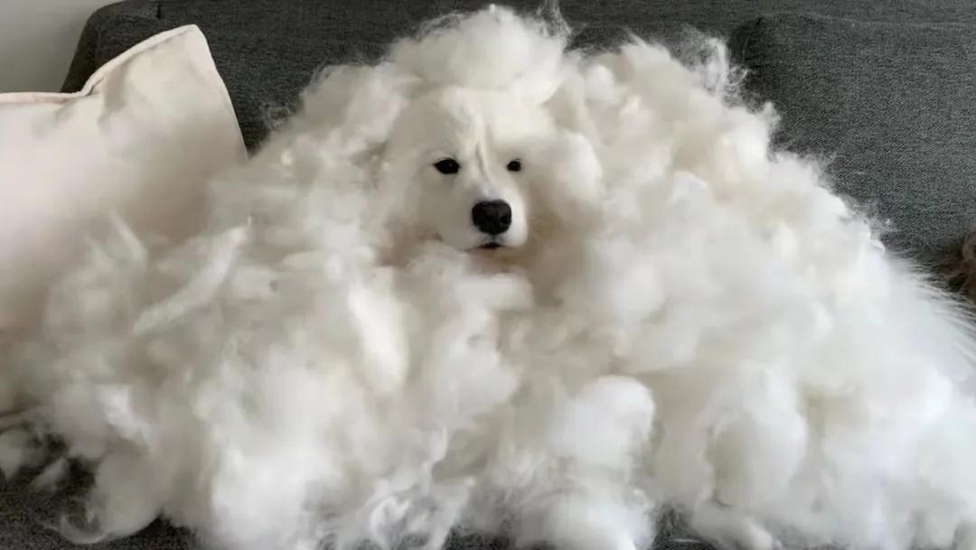 萨摩耶冬天围巾,萨摩耶洗完澡掉毛严重的原因