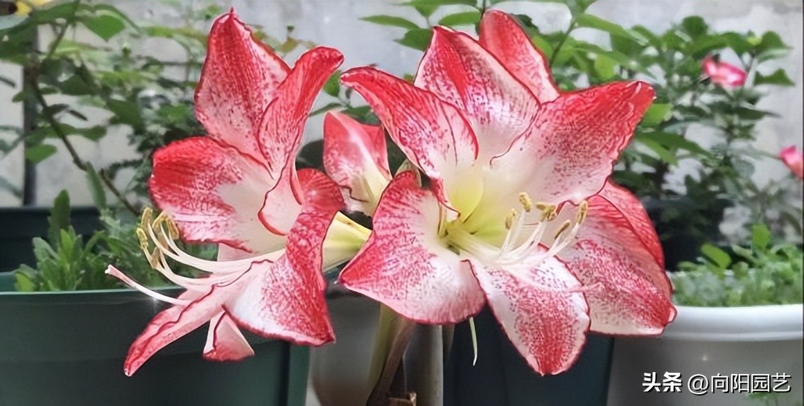 5块钱就想买到进口朱顶红？买三个还送一个？小心被骗！