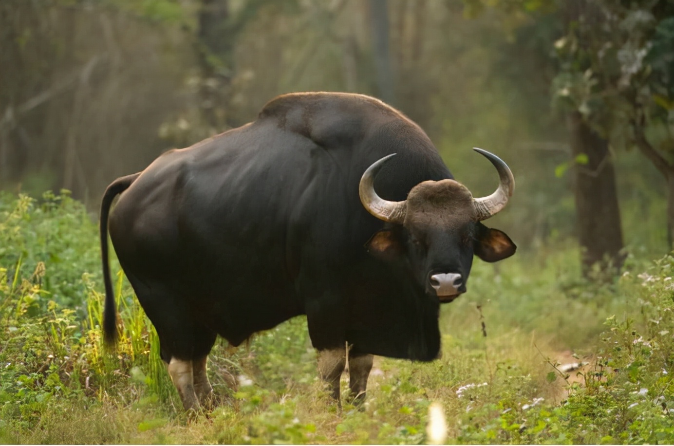 十种可以杀死老虎的猛兽,可以轻易杀死老虎的十大动物