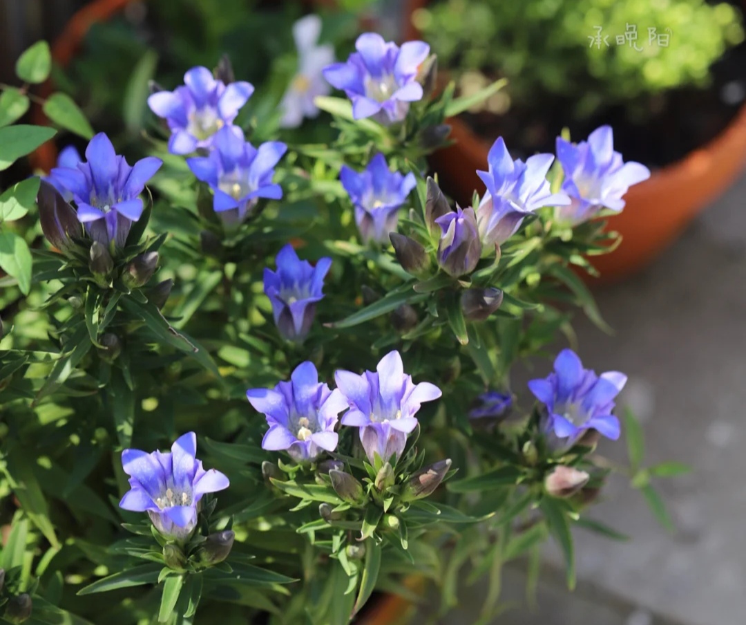 100种花能养在阳台上，50种开花的，40种绿植，10种蔬果