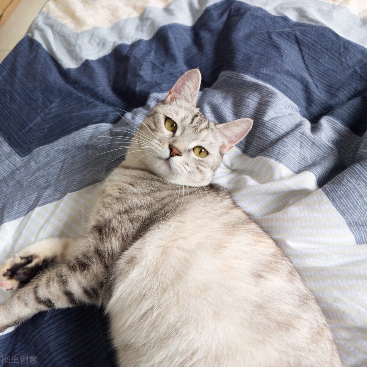 关于猫的7个谣言 (关于猫的七个谣言)