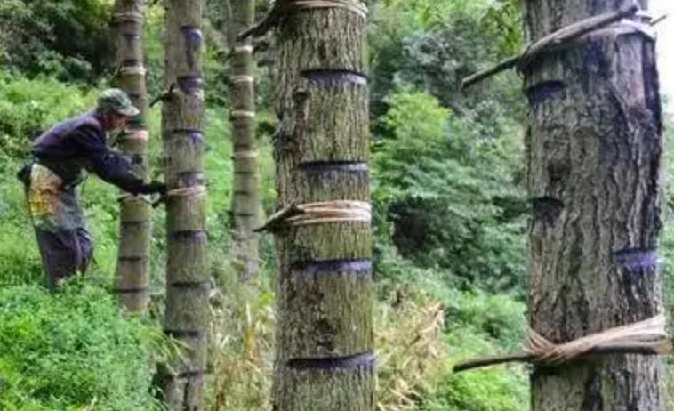 重庆法国大漆艺术家,一个法国富三代在重庆深山做漆