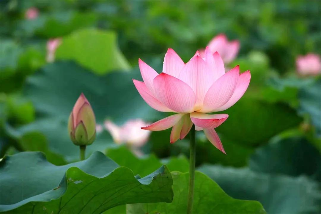 从化草埔村荷花游记,从化小杉村游玩攻略油菜花