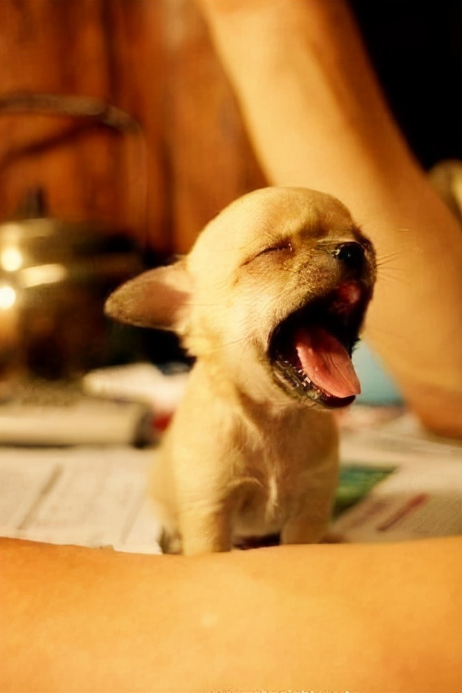 狗狗为什么爱吃蛋黄,为什么狗狗只爱喝水不爱吃饭