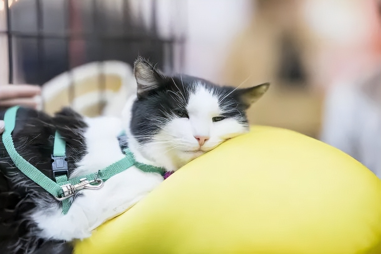 养猫指南入门,猫怎么养最全的新手养猫攻略