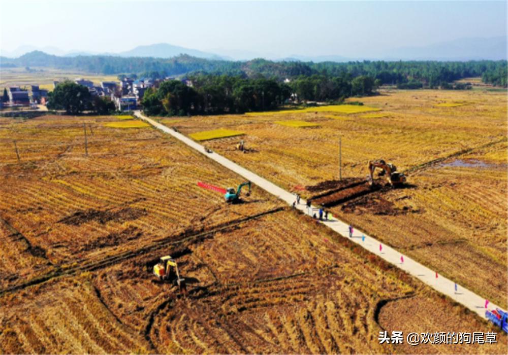 大寒见三白猪狗不吃黑是什么意思,农村俗语三不借