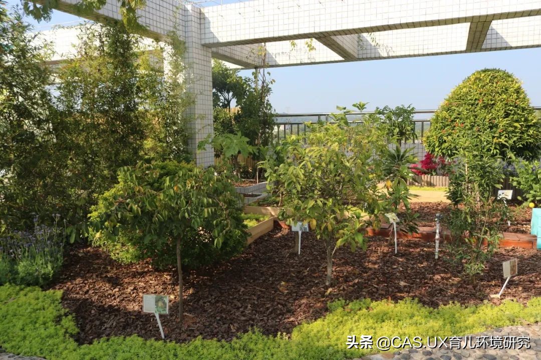 CAS儿童空间|生命花园:在校园屋顶打造感知自然的实验场