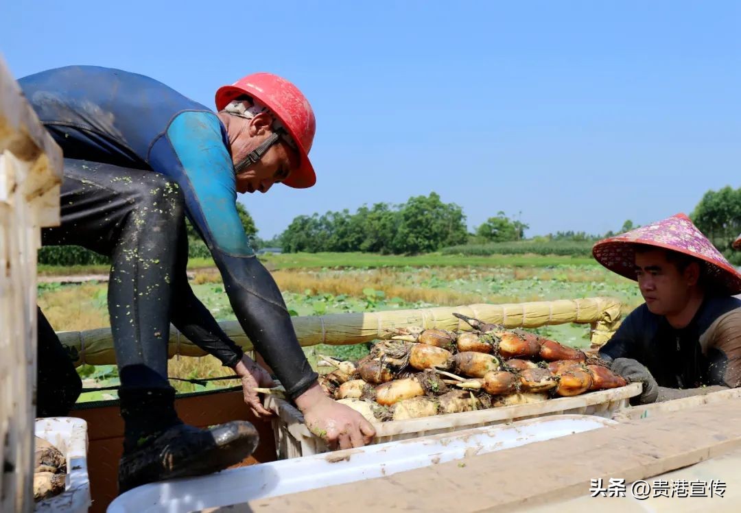 藕塘养殖小龙虾收益如何,藕遇加盟